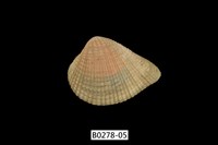 藏品(歪簾蛤)的圖片